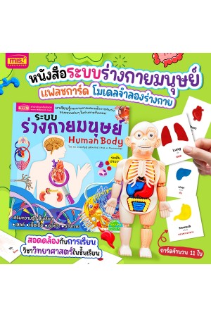 หนังสือระบบร่างกายมนุษย์ ระดับประถม แถมพร้อมโมเดลร่างกายมนุษย์ Human Body และการ์ดคำศัพท์อังกฤษ - ไทย อวัยวะภายใน 11 ใบ