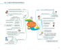 Mind Map สรุปเนื้อหาเตรียมสอบ ก.พ. ความรู้และลักษณะการเป็นข้าราชการที่ดี