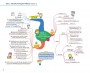 Mind Map สรุปเนื้อหาเตรียมสอบ ก.พ. ความรู้และลักษณะการเป็นข้าราชการที่ดี