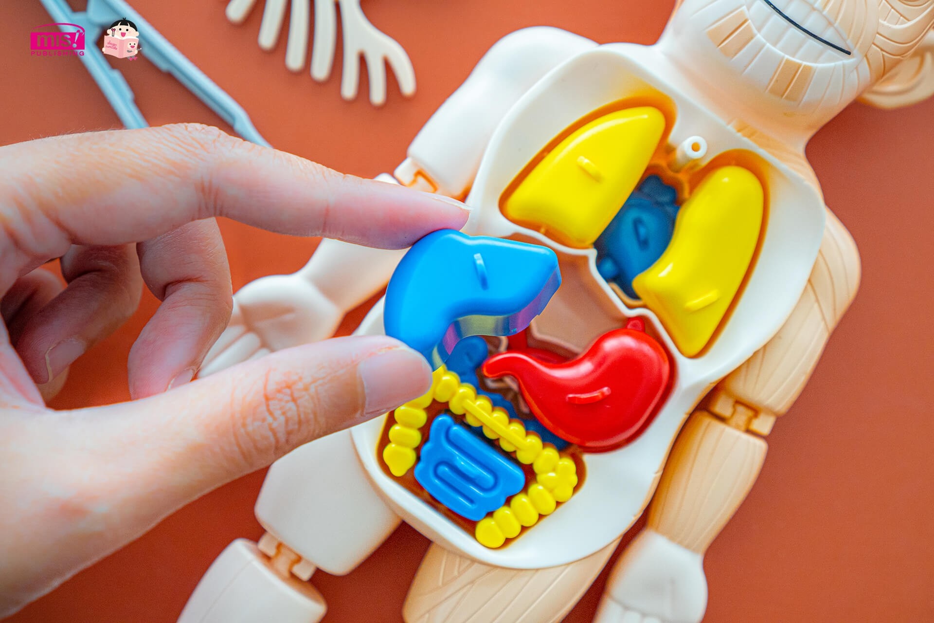 หนังสือระบบร่างกายมนุษย์ ระดับประถม แถมพร้อมโมเดลร่างกายมนุษย์ Human ...