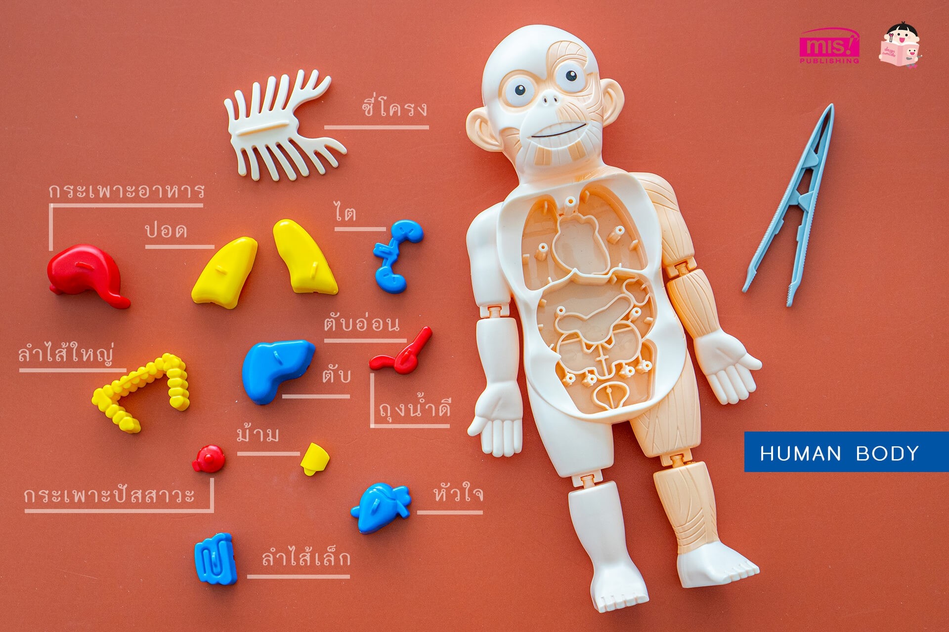 หนังสือระบบร่างกายมนุษย์ ระดับประถม แถมพร้อมโมเดลร่างกายมนุษย์ Human ...