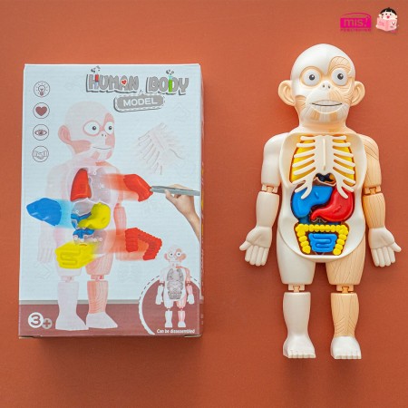 โมเดลจำลองร่างมนุษย์ Human Body Model