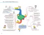 Mind Map สรุปเนื้อหาเตรียมสอบ ก.พ. ความรู้และลักษณะการเป็นข้าราชการที่ดี